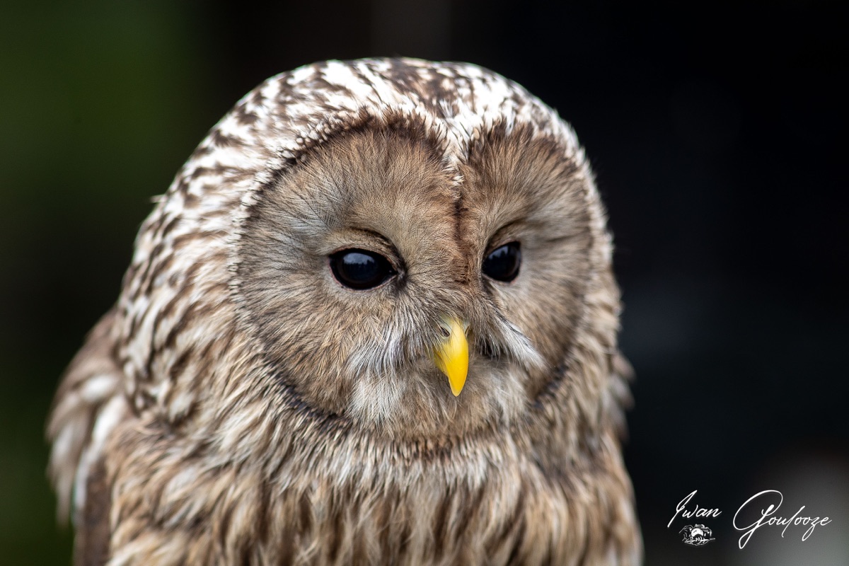 1DX45591 28 november 2021 1411 11